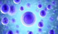 最小基因組的人造生物，終于學(xué)會細(xì)胞分裂和產(chǎn)生一氧化氮