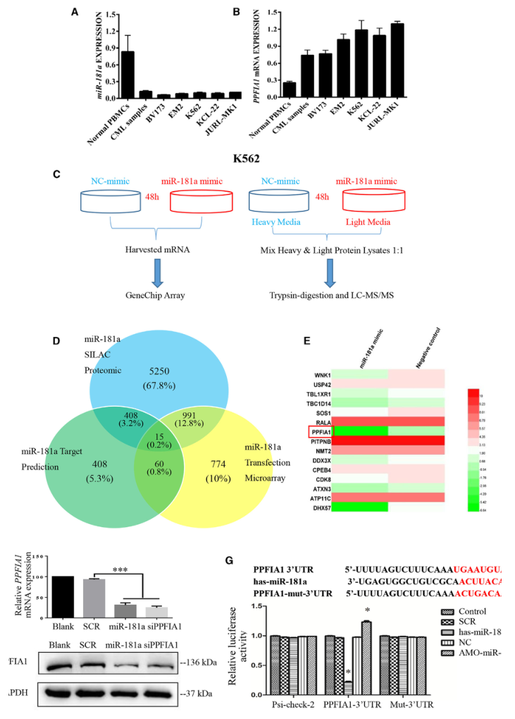 SILAC實驗、Co-IP技術(shù)服務(wù)-客戶文獻-輝駿生物.png