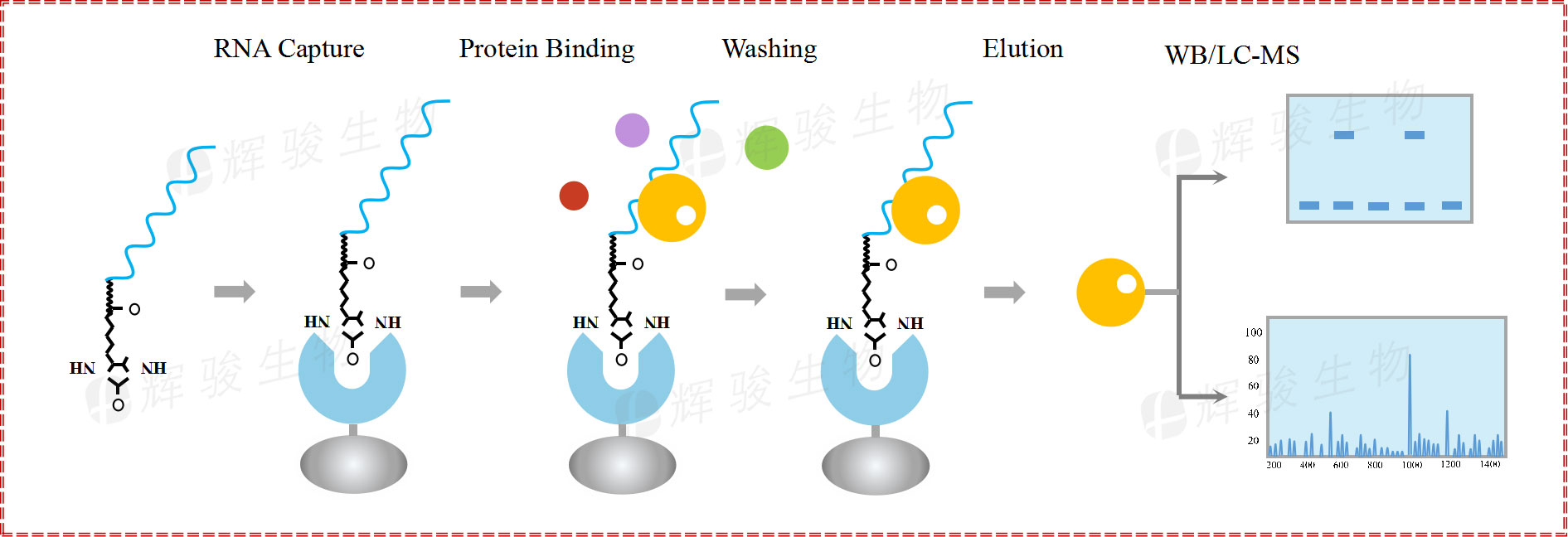 RNA pull down，rna pull-down實驗原理和步驟