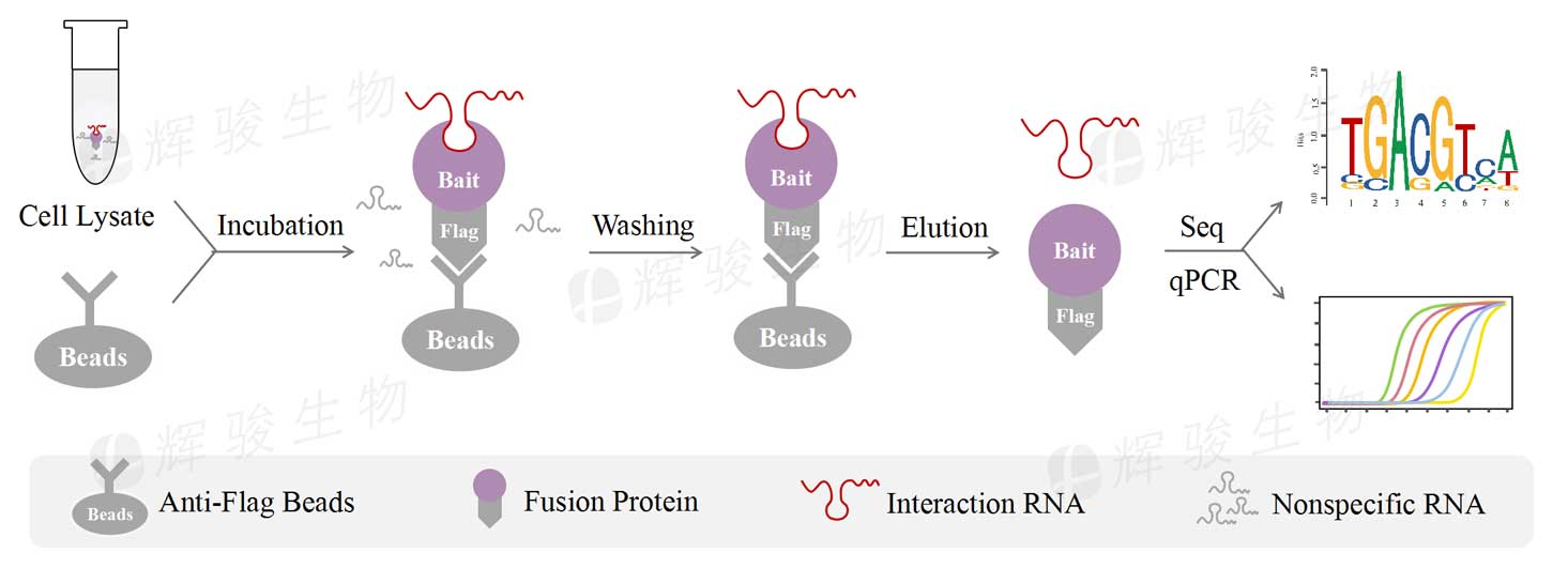 RIP-qPCR，rip技術(shù)實(shí)驗(yàn)，rip實(shí)驗(yàn)外包.jpg