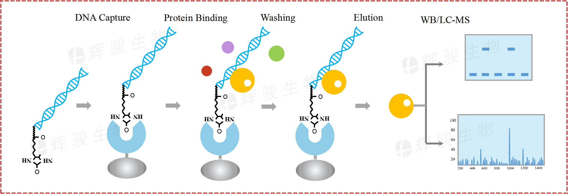 DNA pull down實(shí)驗(yàn)技術(shù)服務(wù)步驟 dna pulldown WB實(shí)驗(yàn)平臺公司