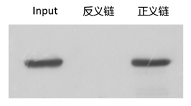 RNA pull down實驗技術服務結(jié)果
