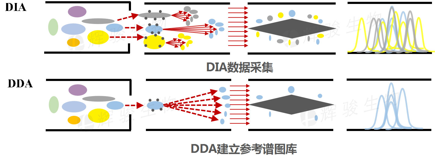 DIA技術服務，DIA全息掃描定量實驗檢測，DIA蛋白質(zhì)組學.jpg