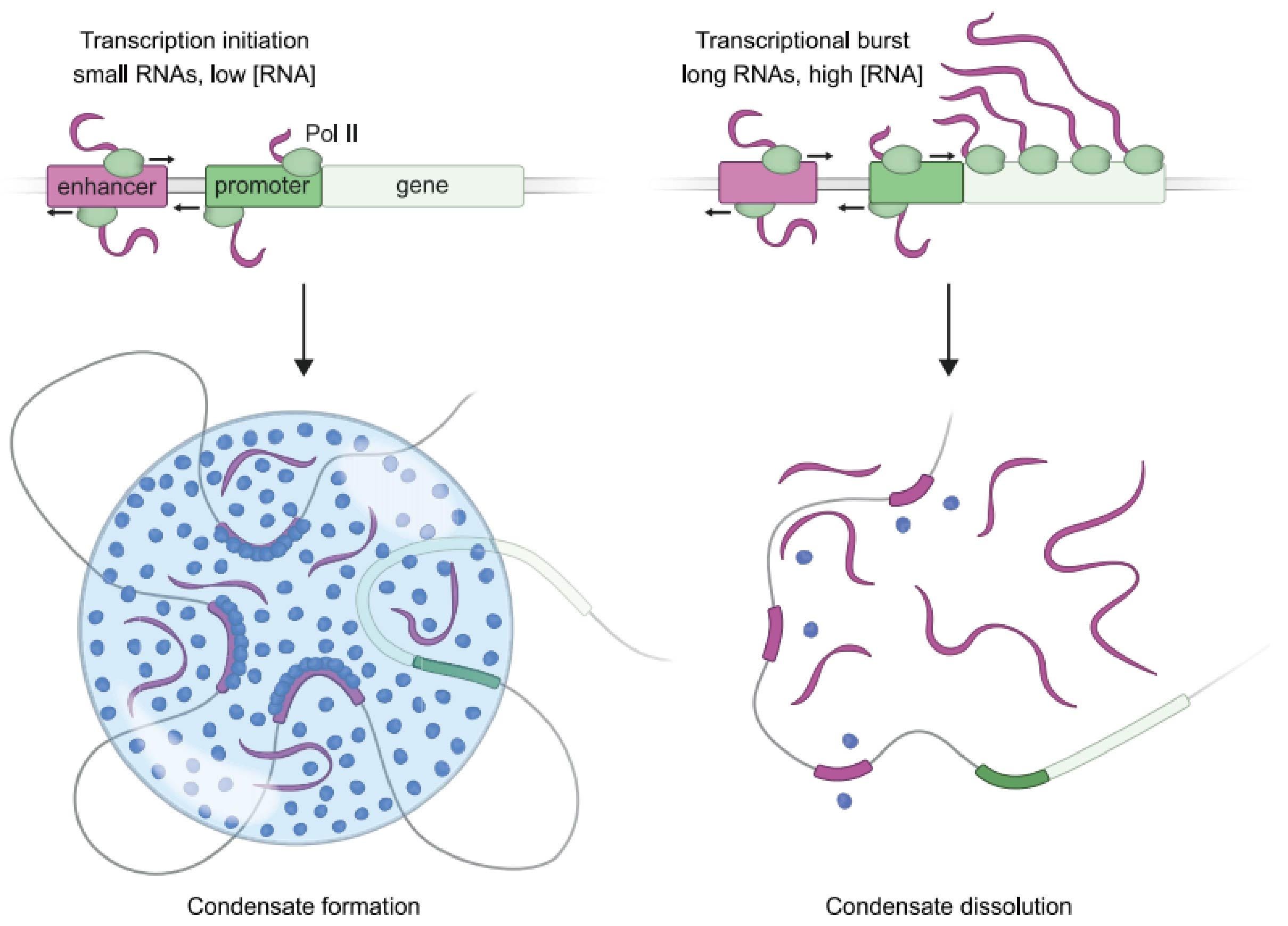 轉錄凝聚物的 RNA 介導反饋控制模型。