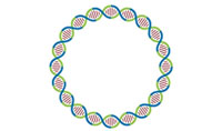 人工環(huán)狀 RNA 可繞過細胞抗病毒反應