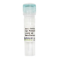 Alpha Tubulin(α-Tubulin)小鼠單克隆抗體-快速制備,價(jià)格低,高靈敏度-輝駿生物 Alpha Tubulin(α-Tubulin)小鼠單克隆抗體-快速制備,價(jià)格低,高靈敏度-輝駿生物