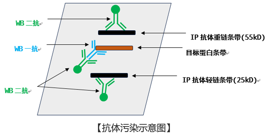 IP實(shí)驗(yàn)抗體污染圖