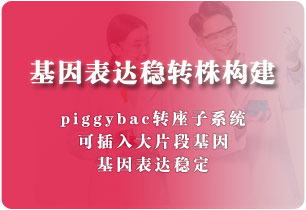 基因表達穩(wěn)轉(zhuǎn)株構(gòu)建（轉(zhuǎn)座子）