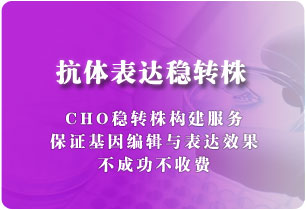抗體表達穩(wěn)轉(zhuǎn)株（CHO細胞）