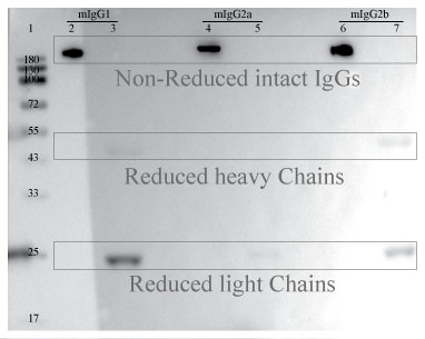Anti-Mouse IgG for IP, VHH-輝駿生物IP專用二抗-無輕重鏈污染.jpg